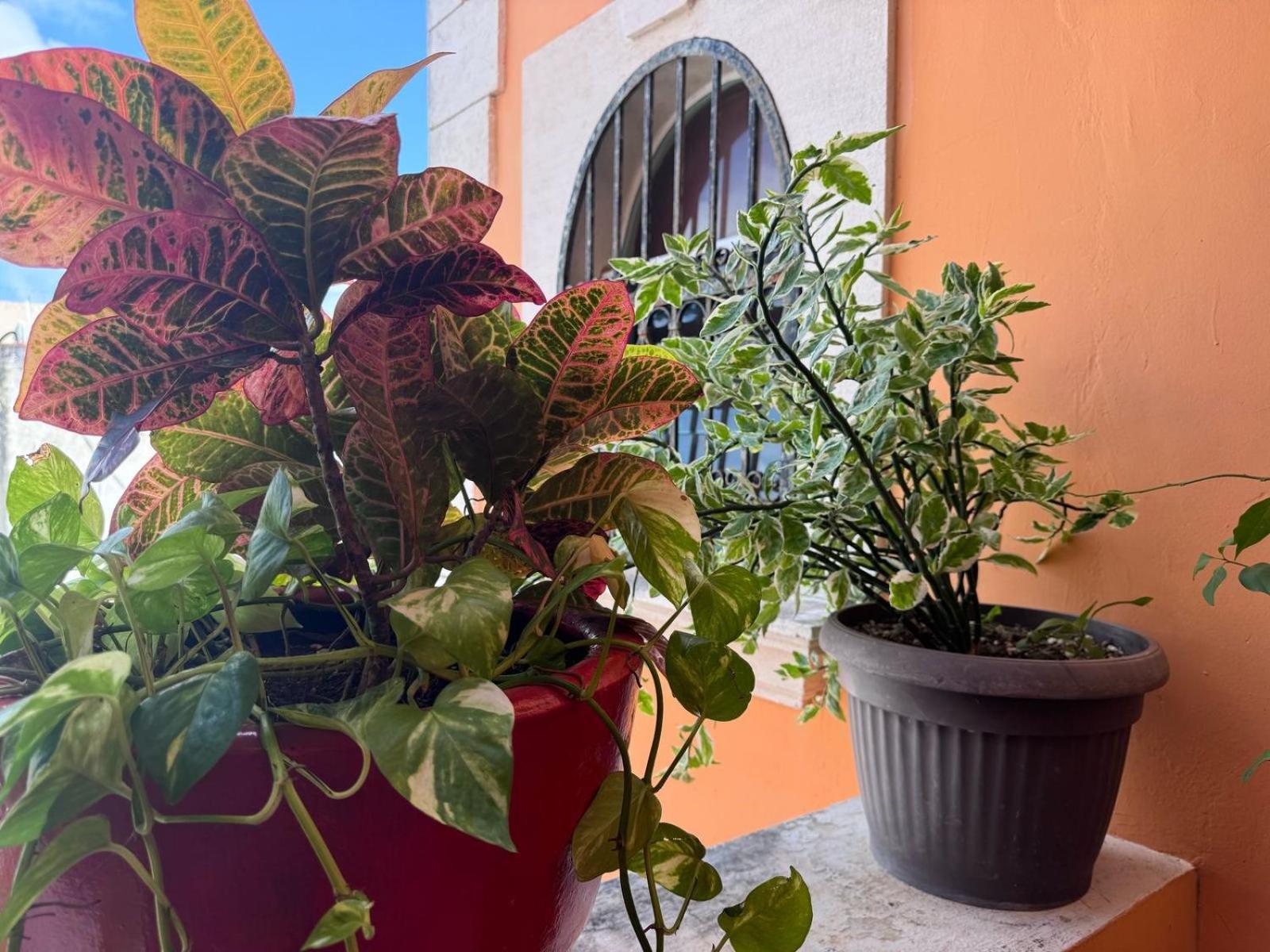 Hotel Casa Mallorca カンクン エクステリア 写真